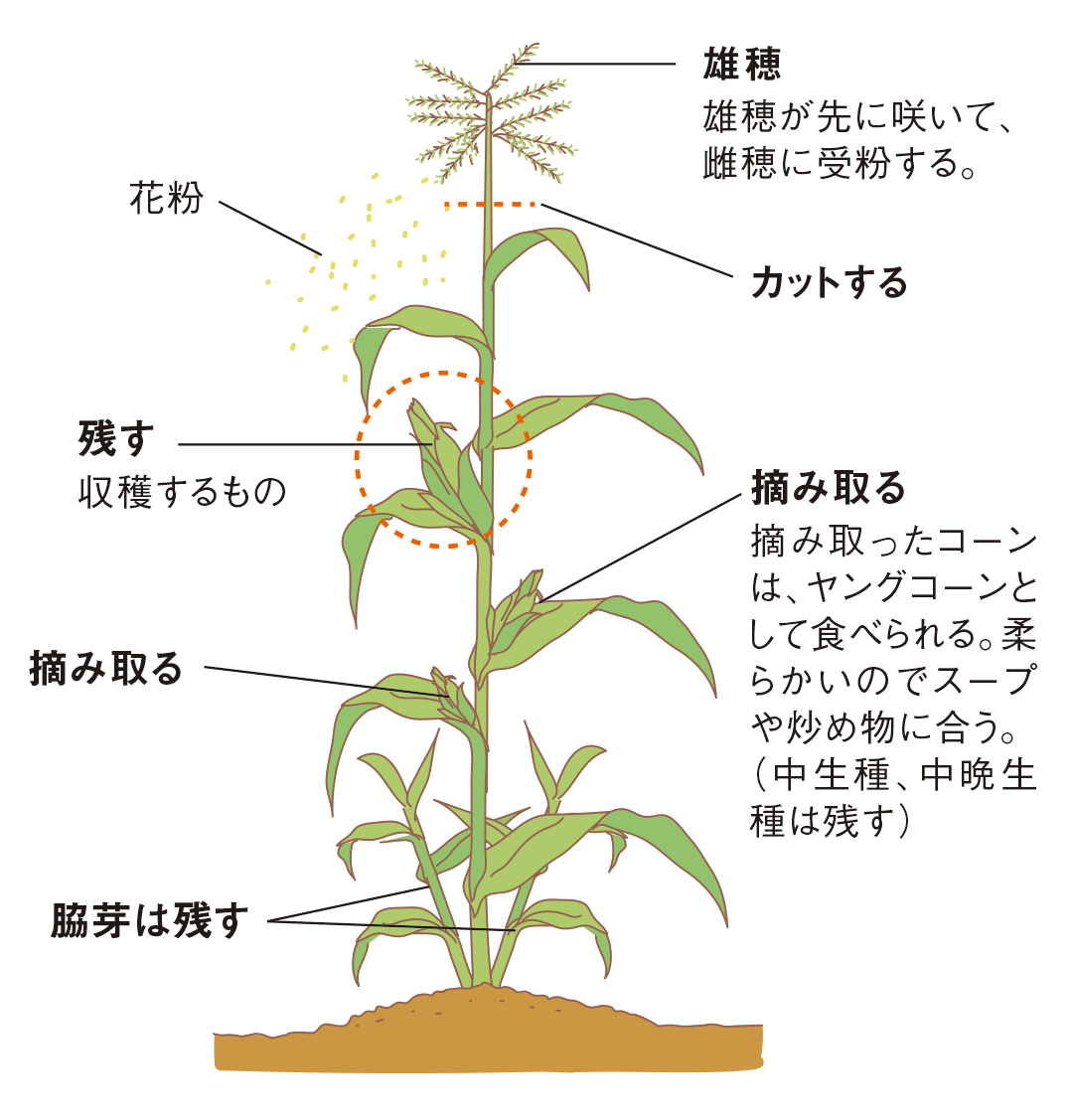 図：脇芽や穂の手入れ