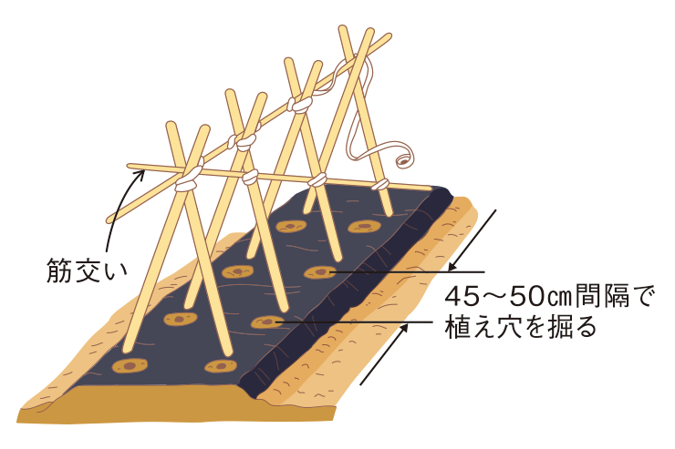 図：支柱たて・植え穴掘り