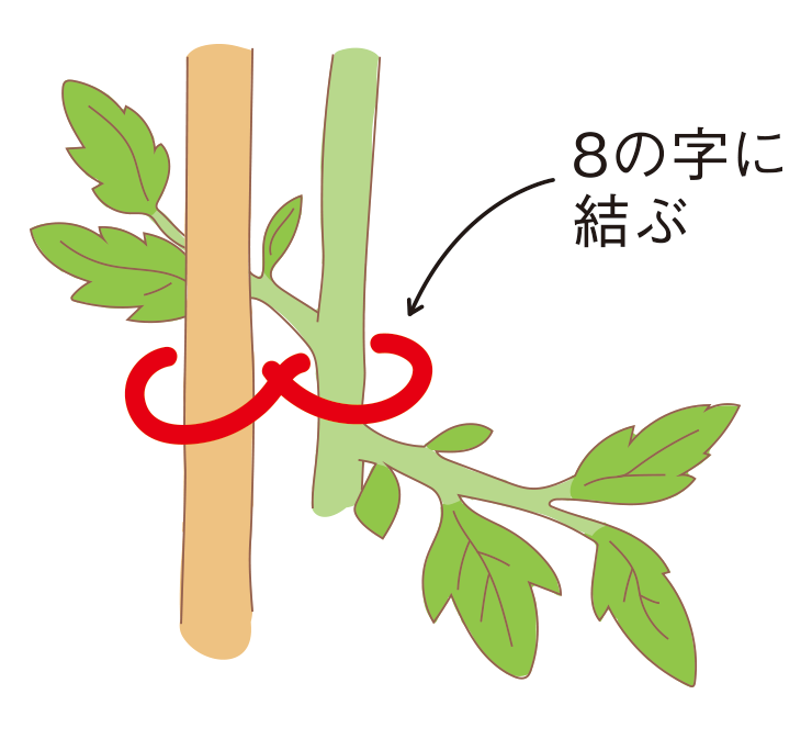 図：8の字誘引・芽かき 1