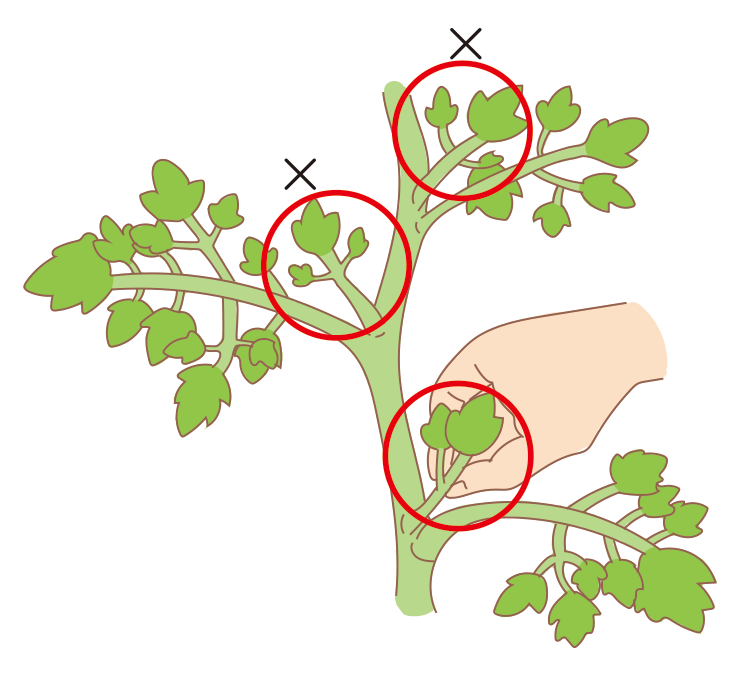 図：8の字誘引・芽かき 2