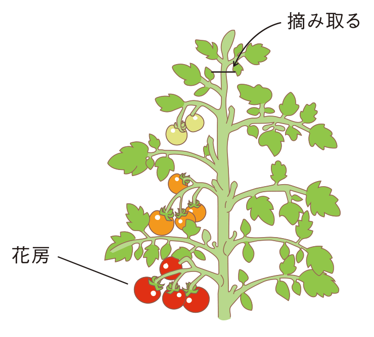 ミニトマト 家庭菜園 Ja晴れの国岡山