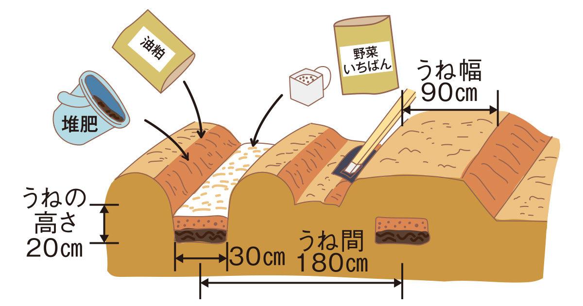 ミニトマト 家庭菜園 Ja晴れの国岡山