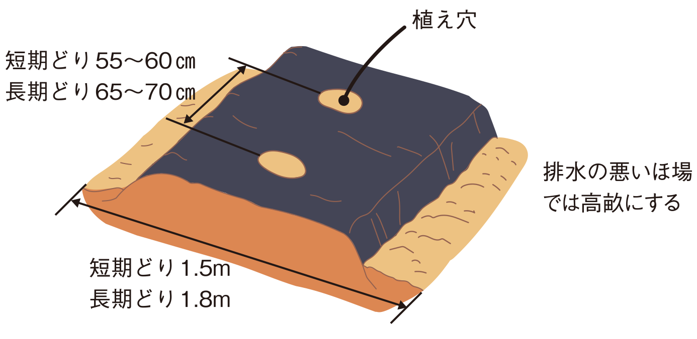 図：畑の準備2