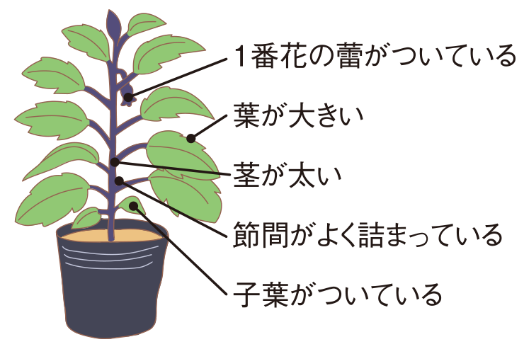 図：植え付け1