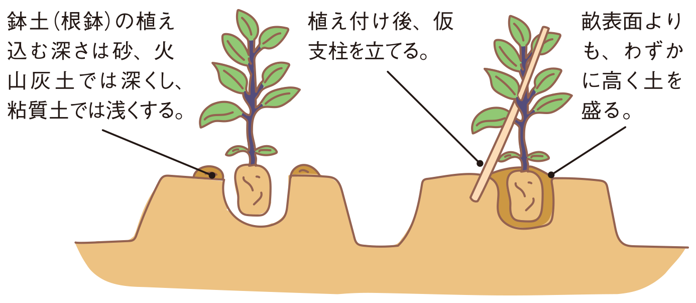 図：植え付け2