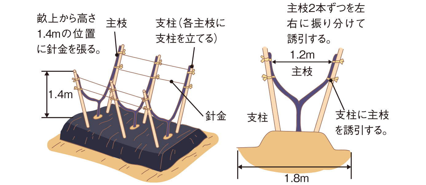 図：支柱立て