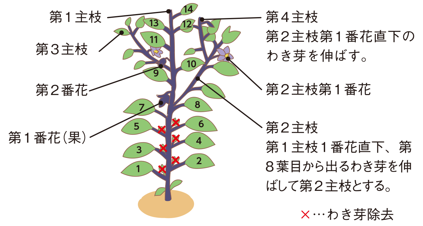 図：整枝