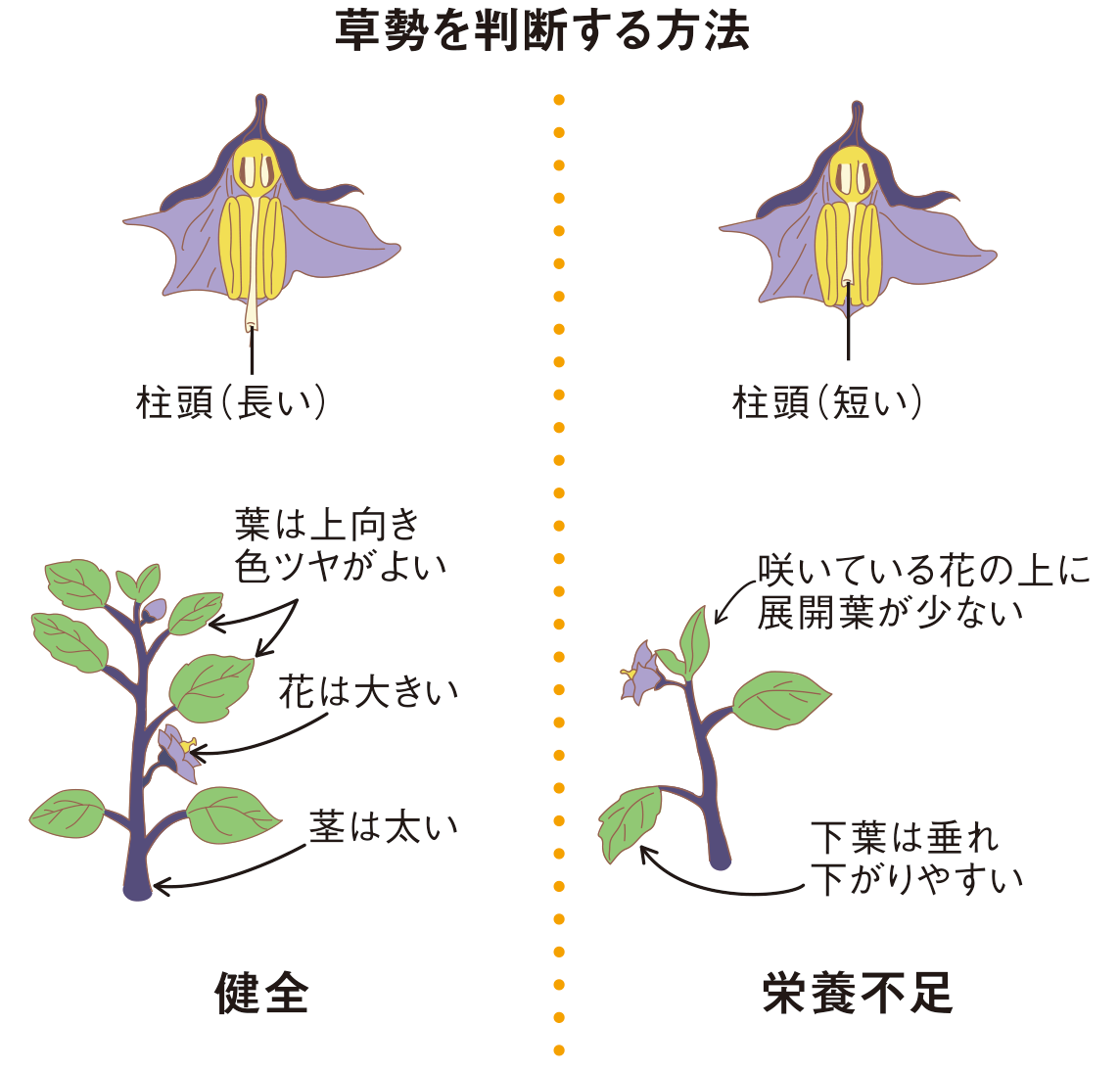 図：草勢を判断する方法