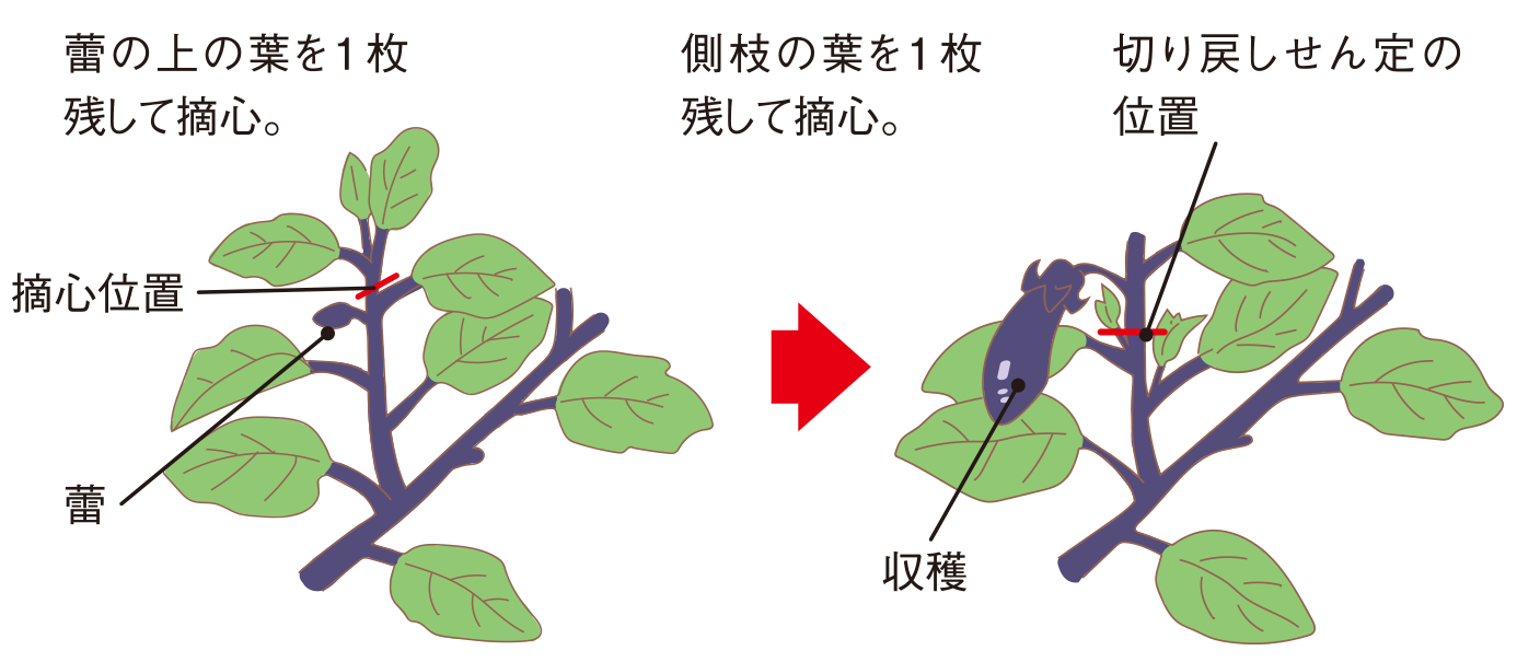 夏秋ナス 家庭菜園 Ja晴れの国岡山