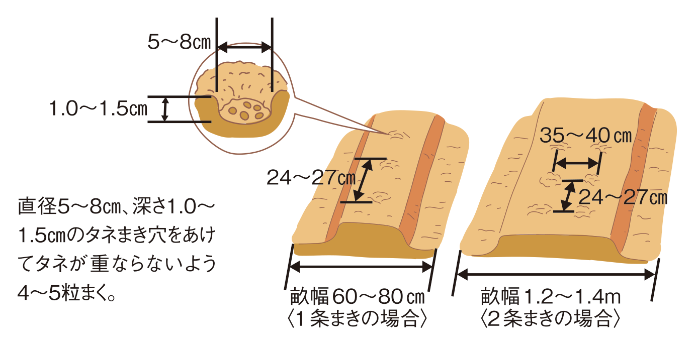 図:種まき