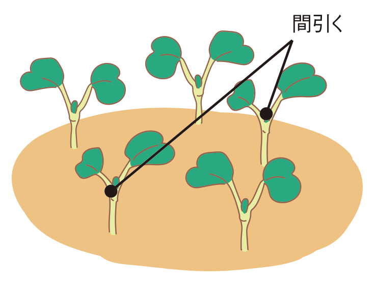 図：間引き