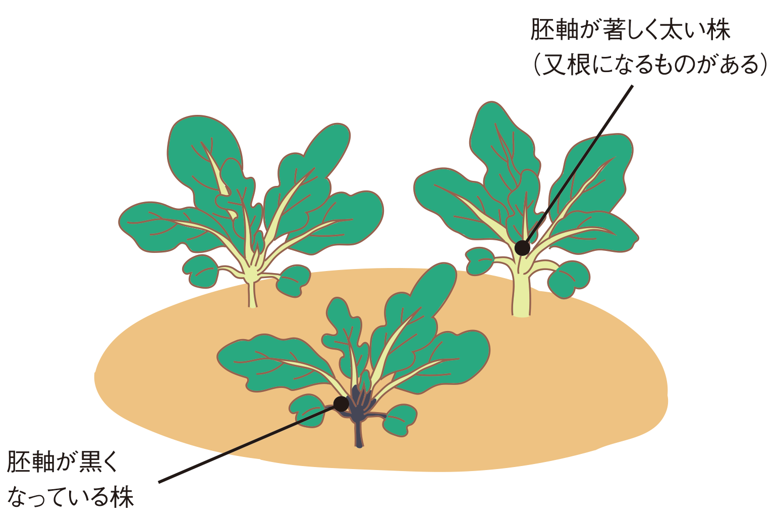 図：間引き2