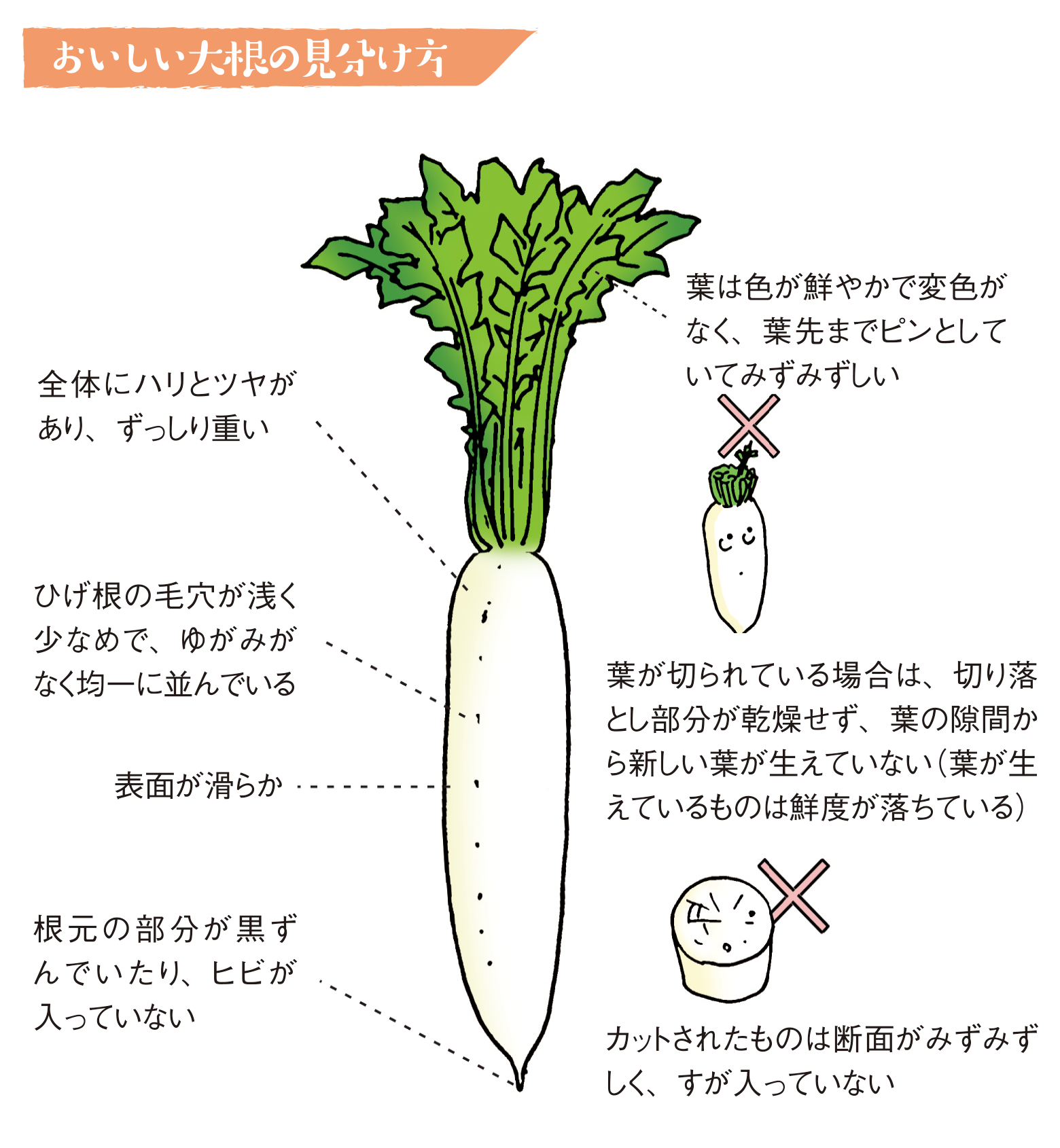 ダイコン は 大きな 根 本文