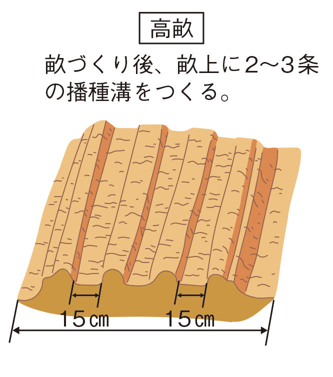 図：高畝