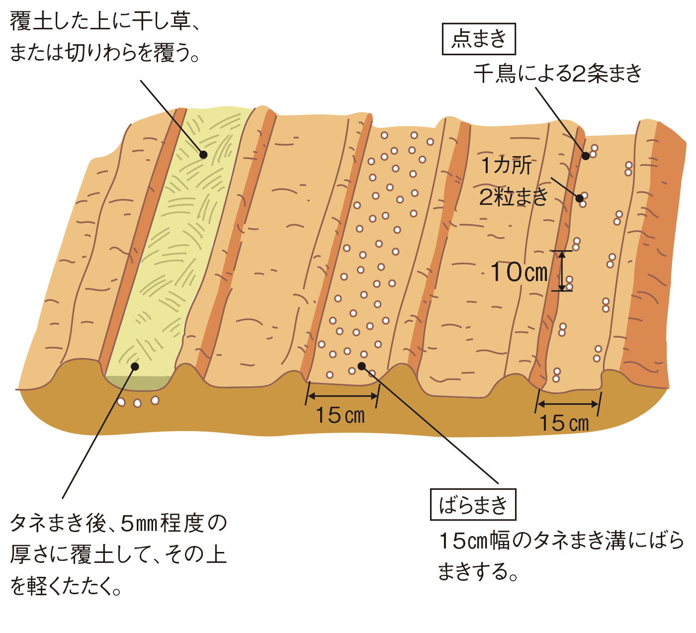 図：種まき