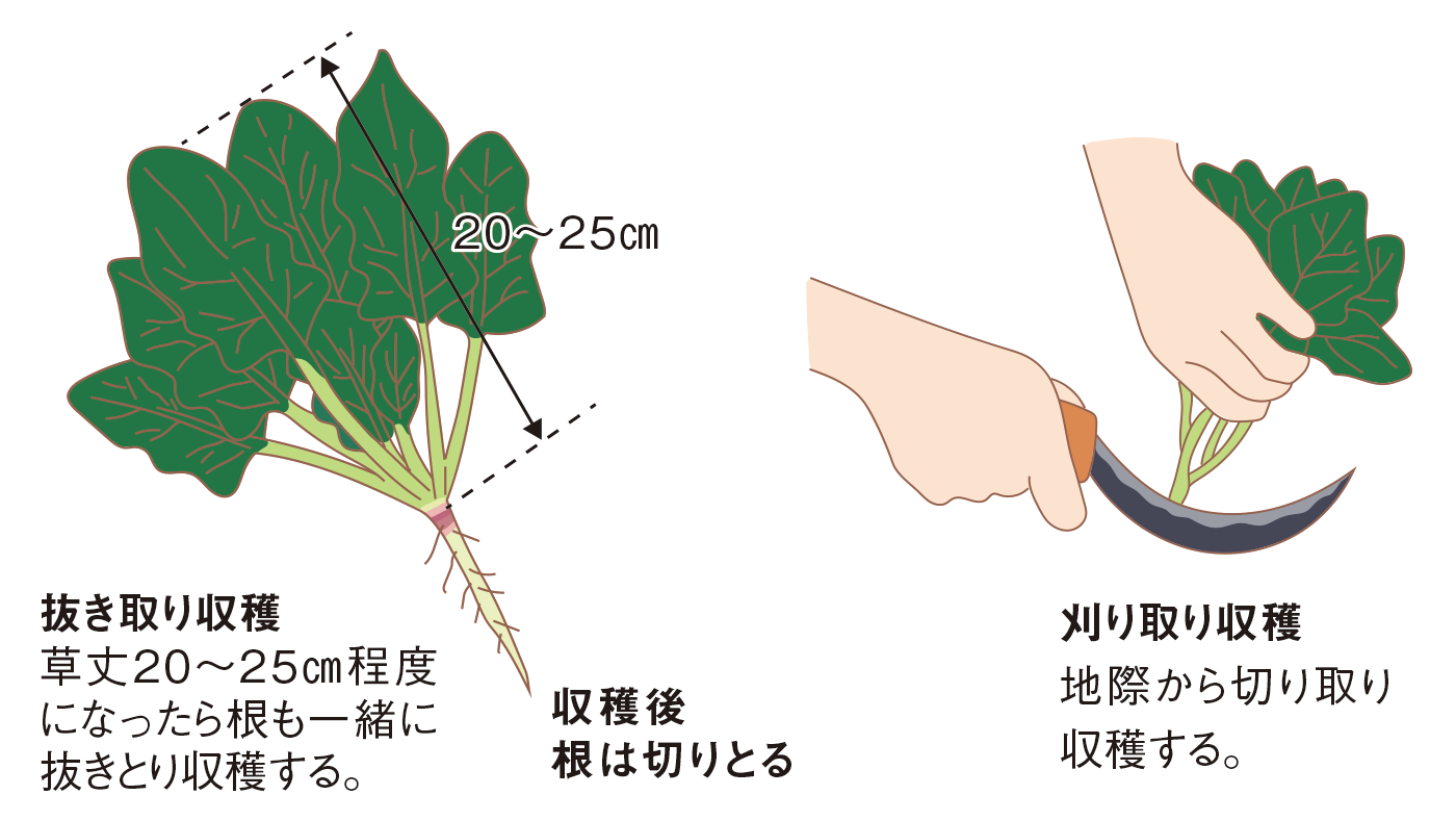 図:収穫