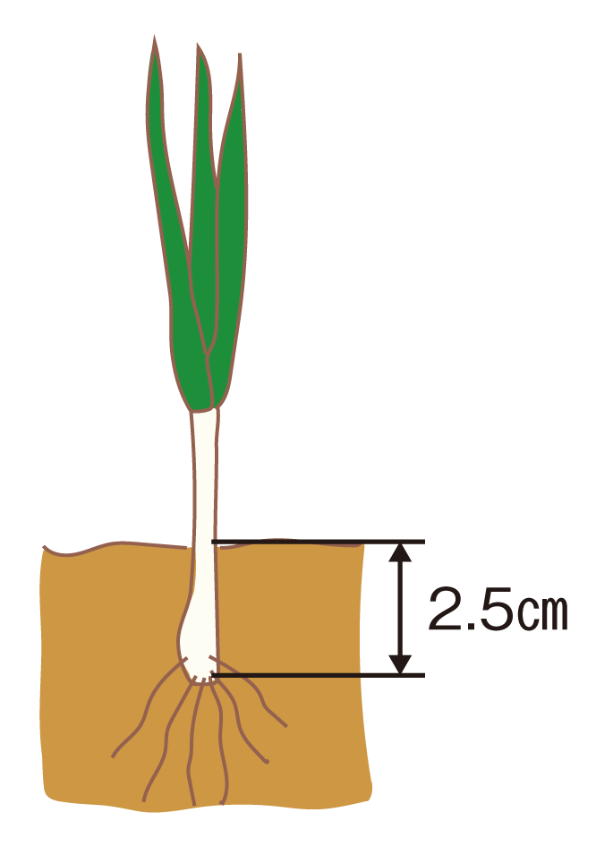 タマネギ 家庭菜園 Ja晴れの国岡山