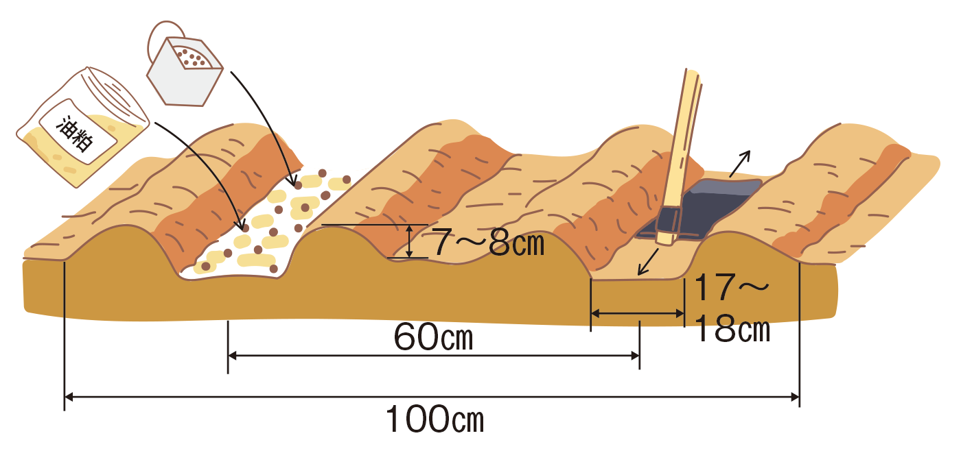 図：元肥入れ、まき溝づくり