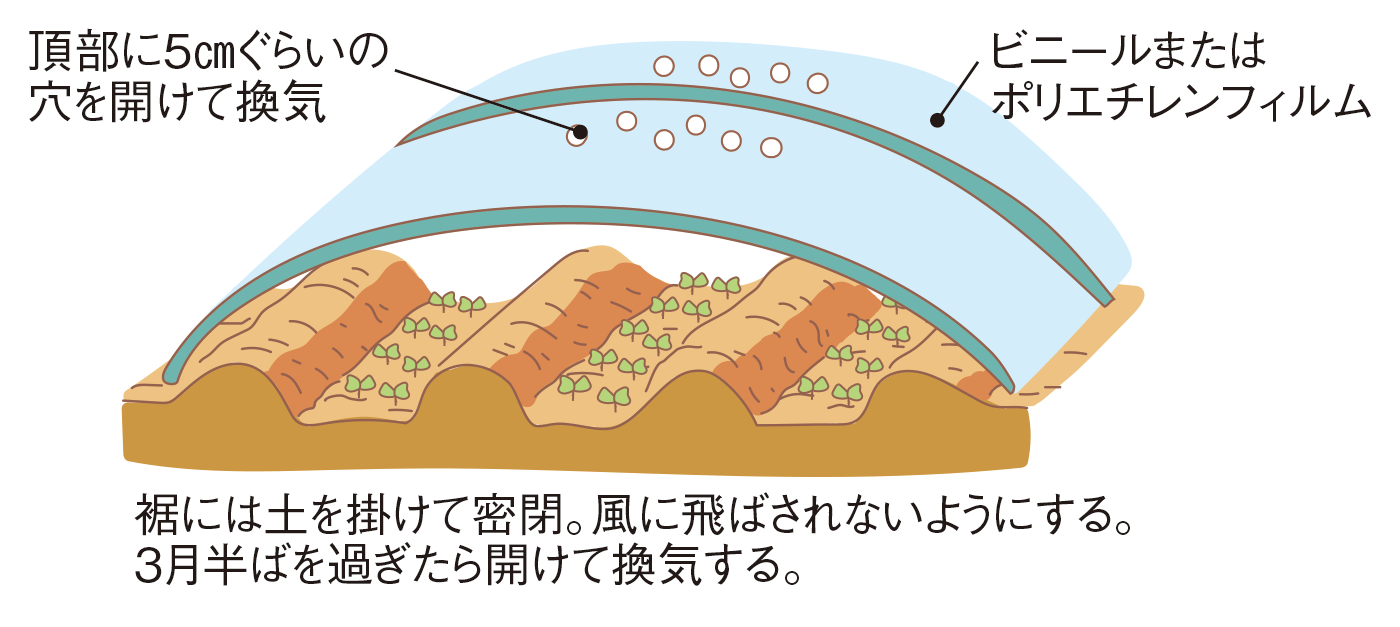 図：種まき2