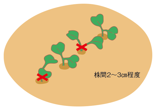 図：第1回 双葉展開時