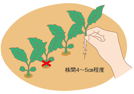 図：第2回 本葉１〜２枚の頃