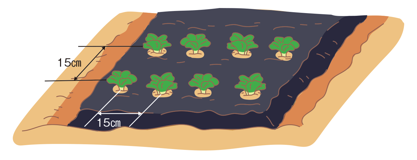 図:植えつけ