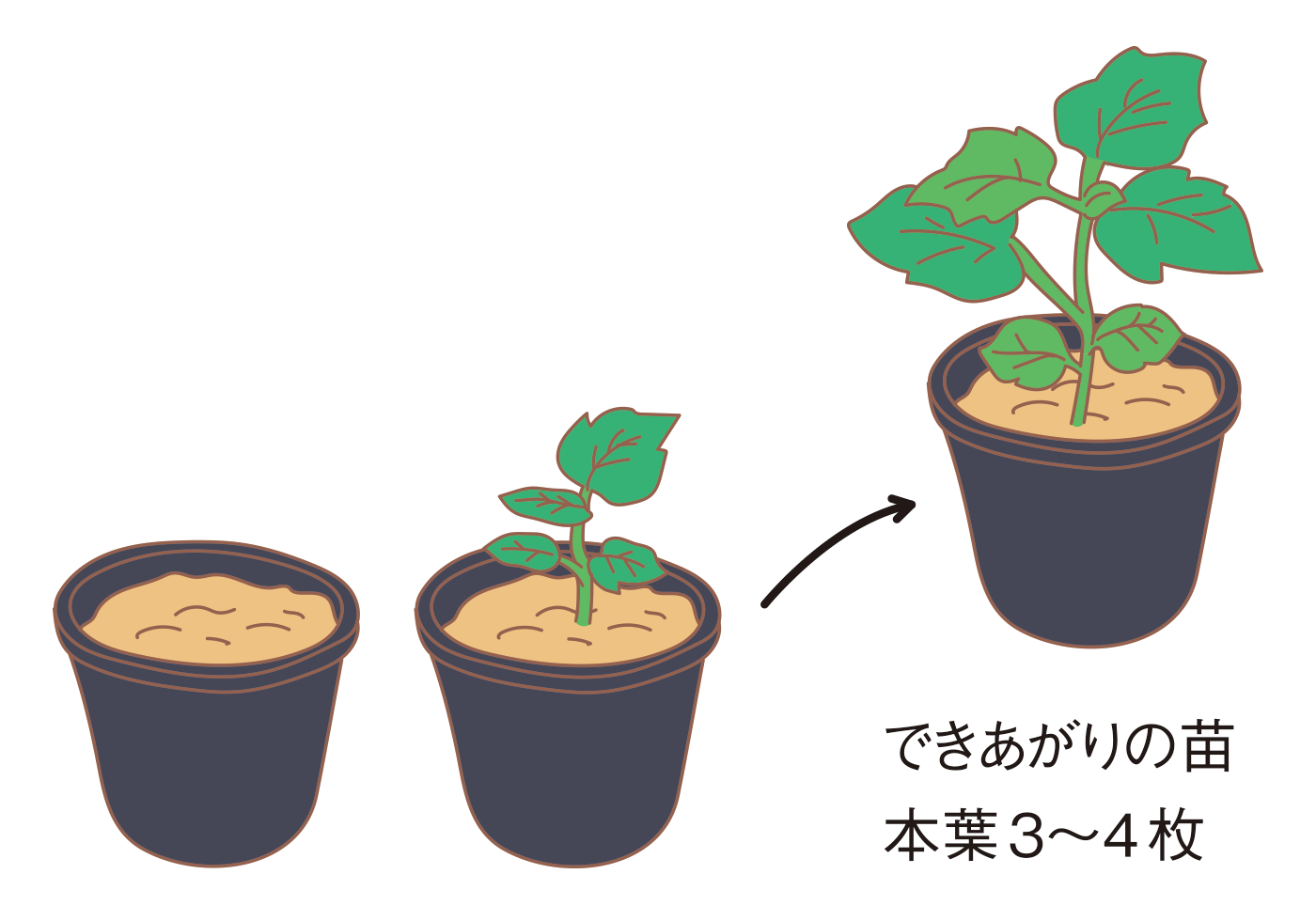 図：苗づくり