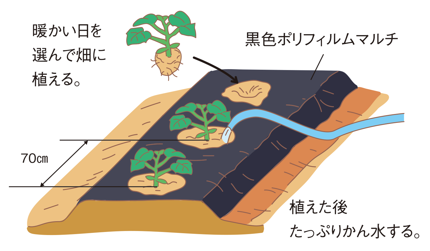 図：植えつけ