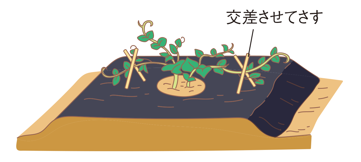 図：支柱立て・誘引2