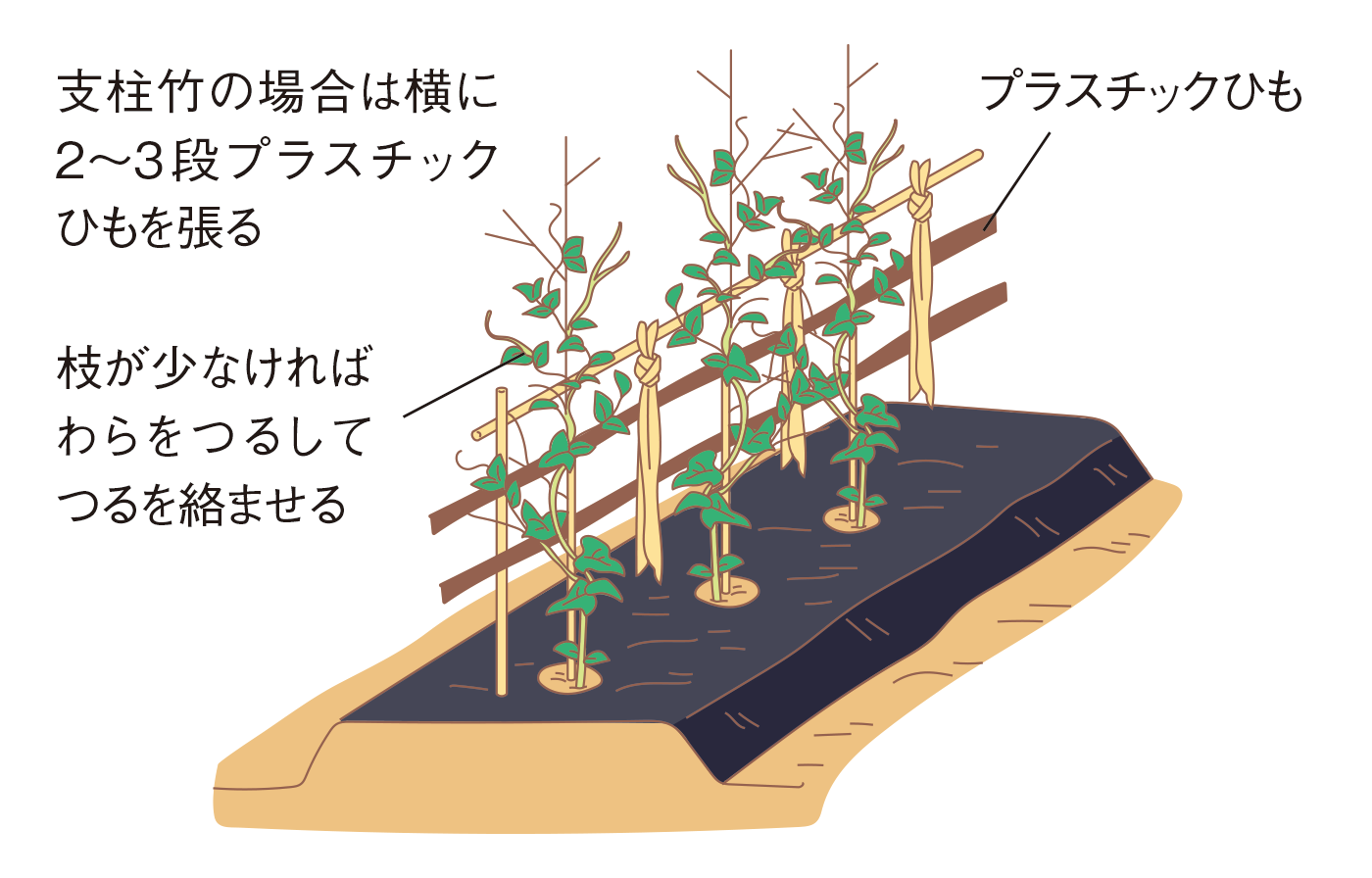 図：支柱立て・誘引3