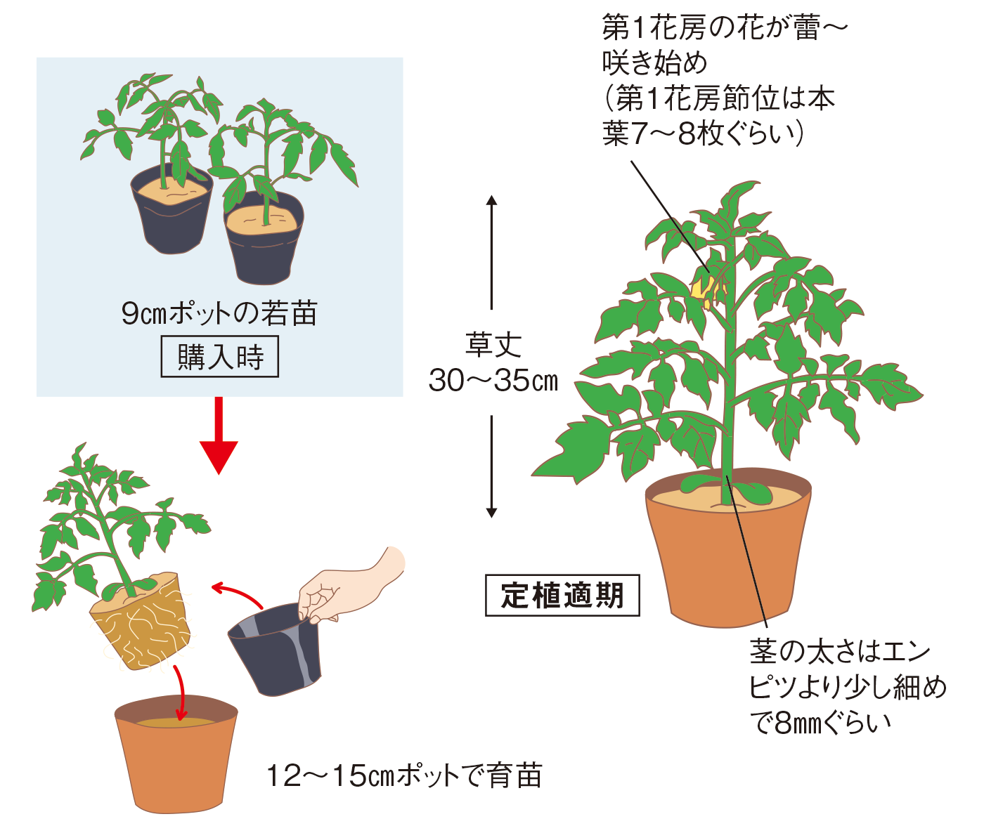 図：苗づくり