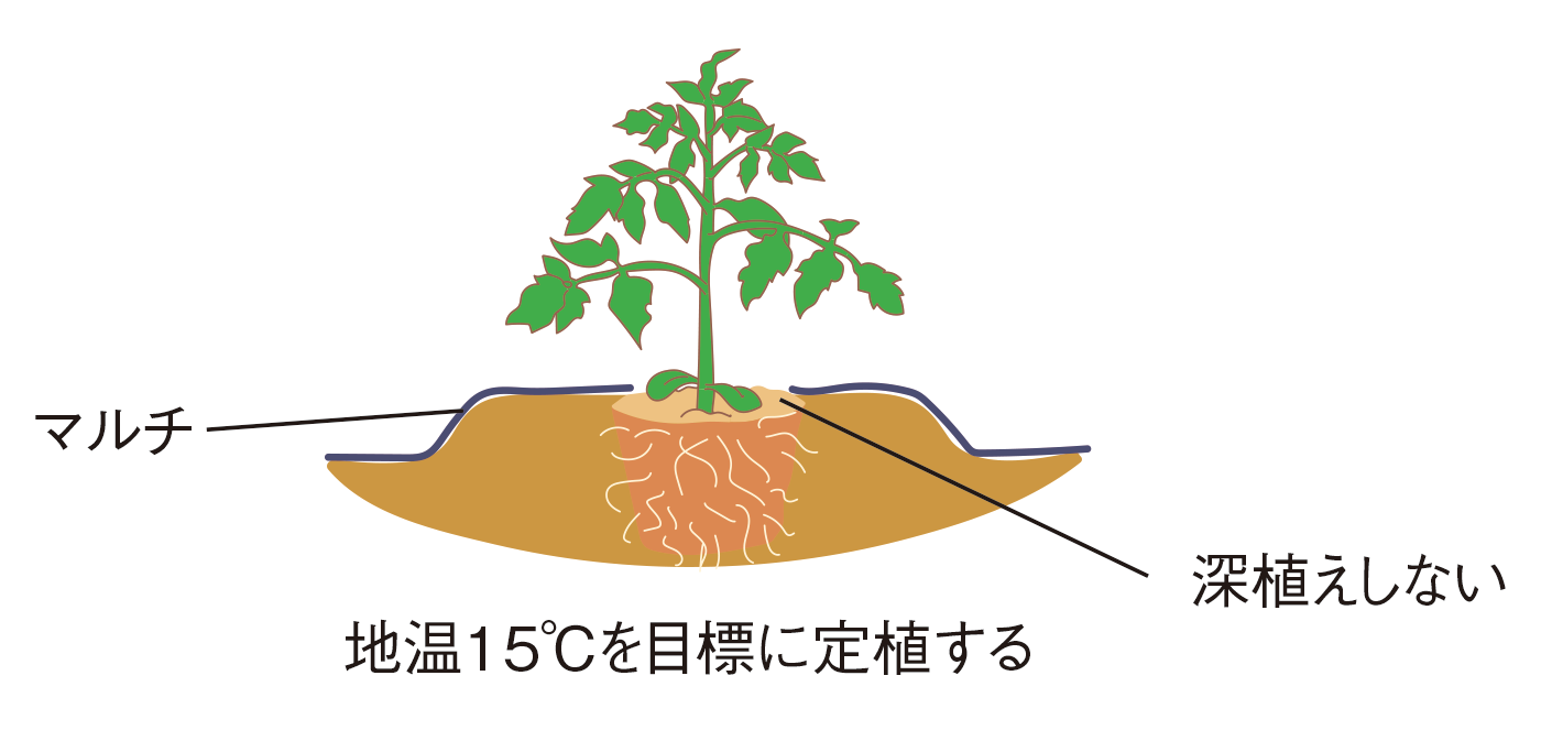 図：植えつけ