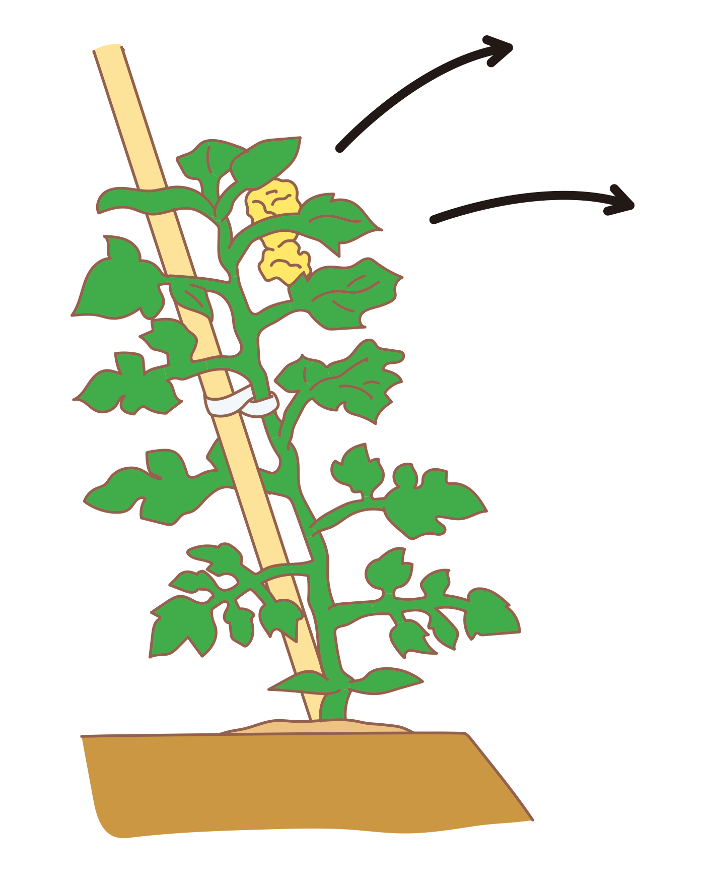 図：植えつけ