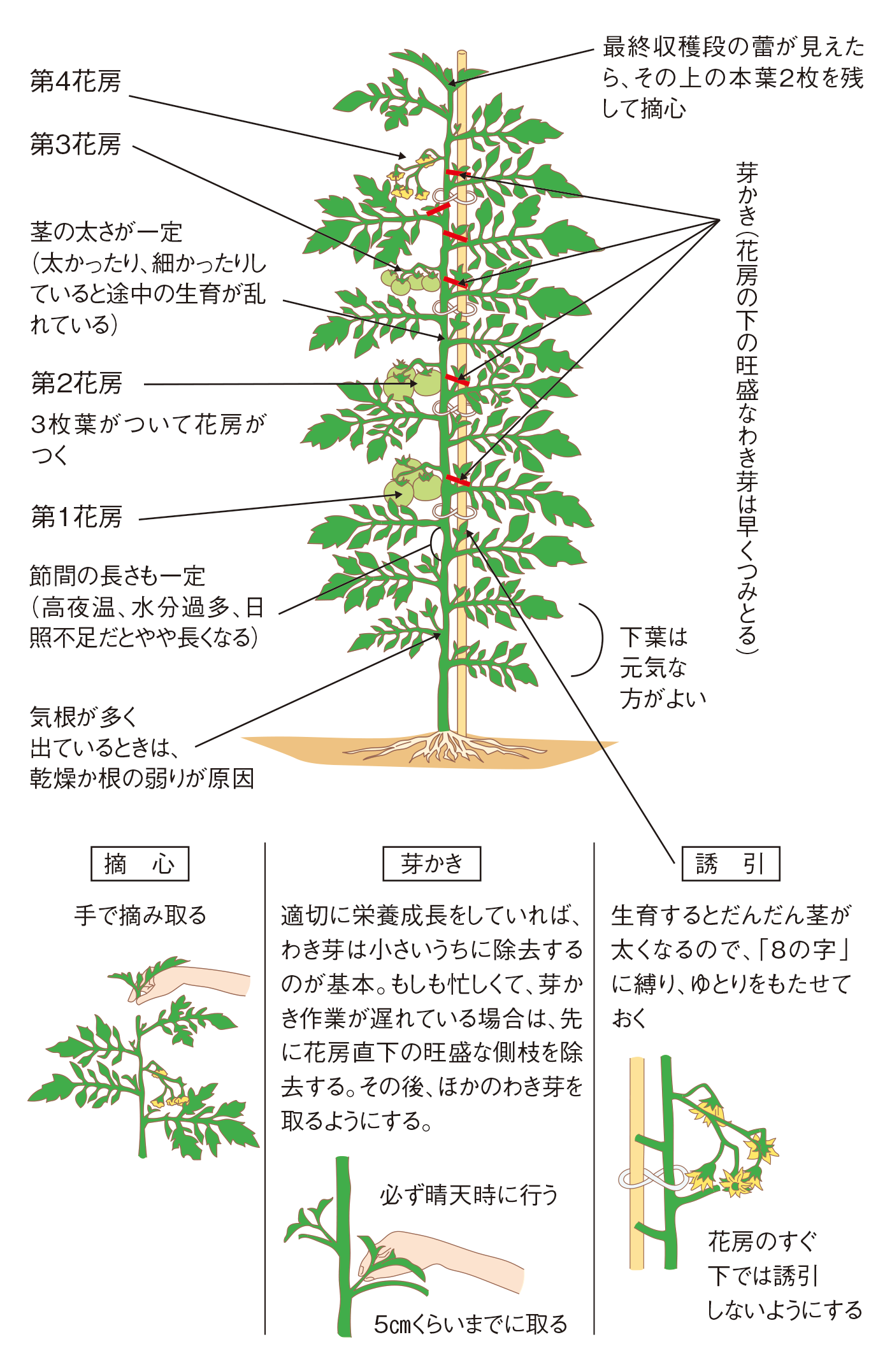 図：誘引・整枝・芽かき