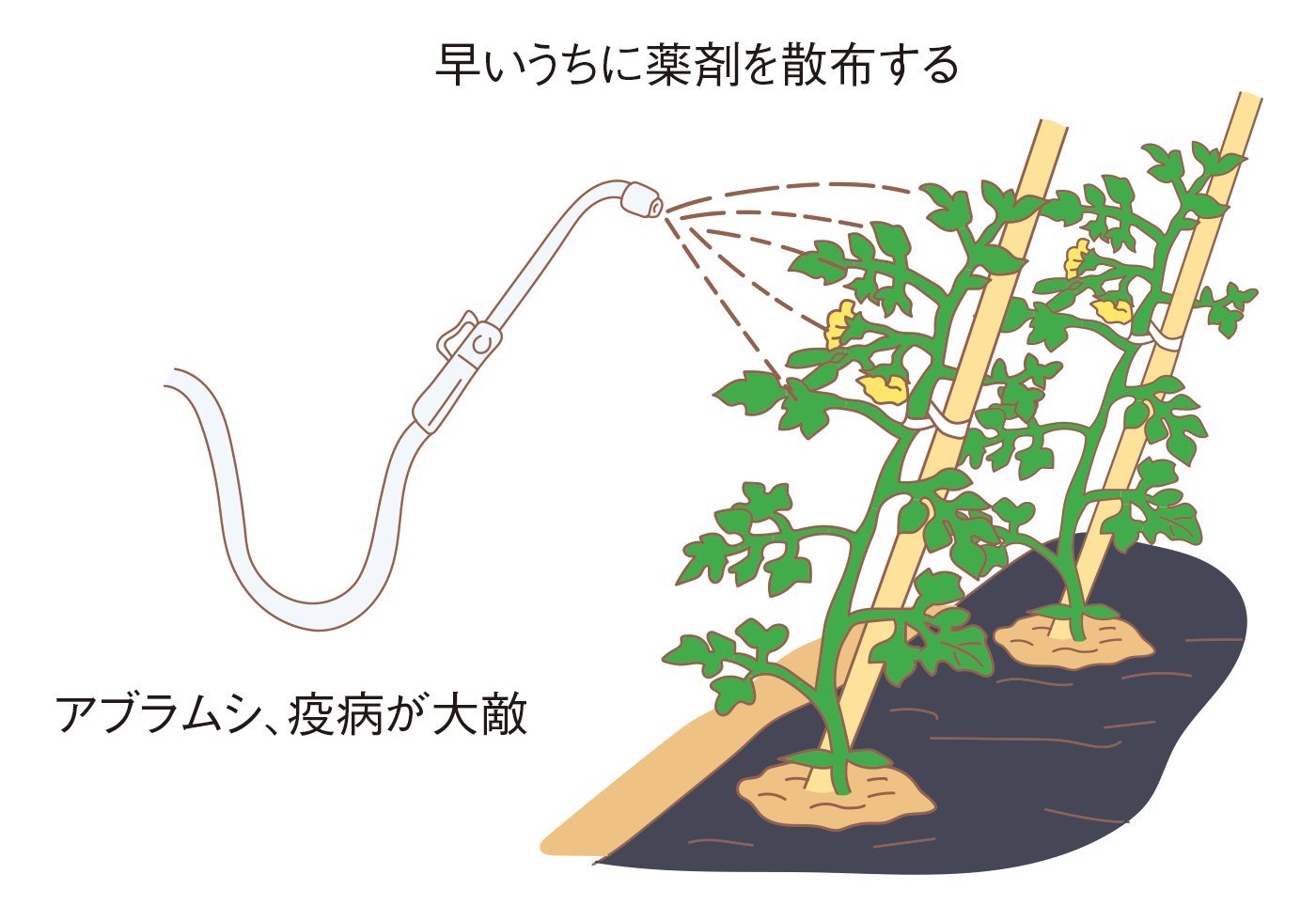 図：誘引・整枝・芽かき
