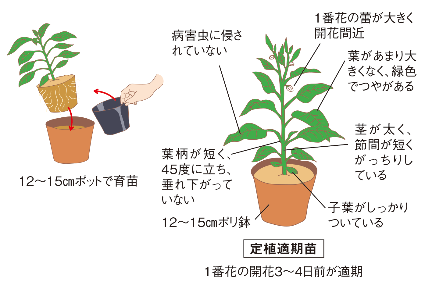 図：苗づくり