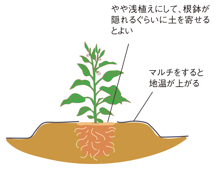 図：植えつけ2