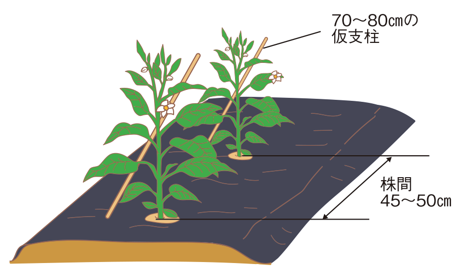 図：支柱立て