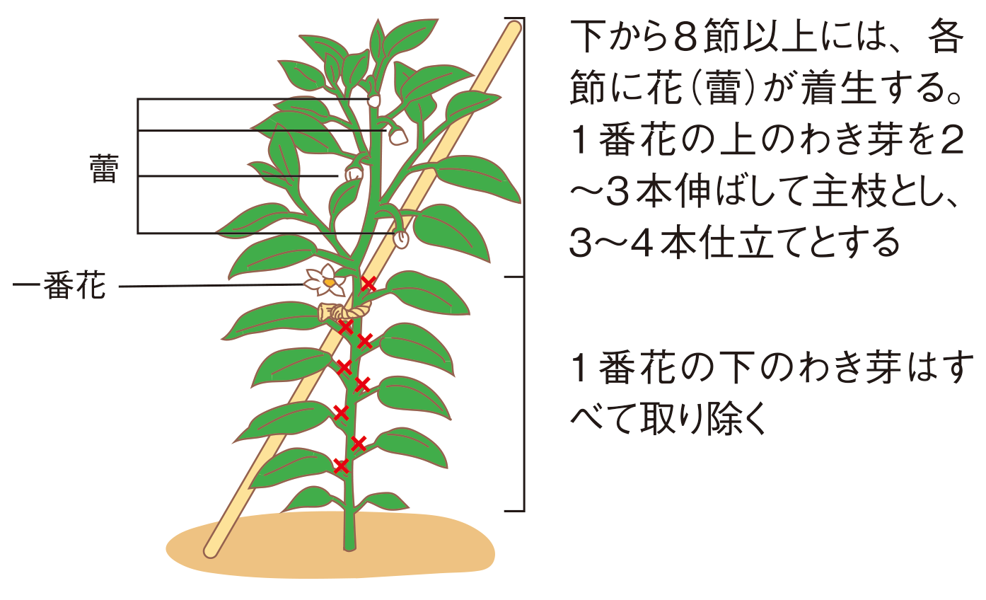 図：整枝1