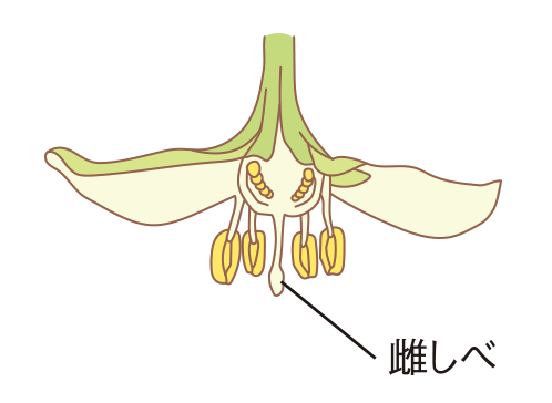 図：追肥3-2