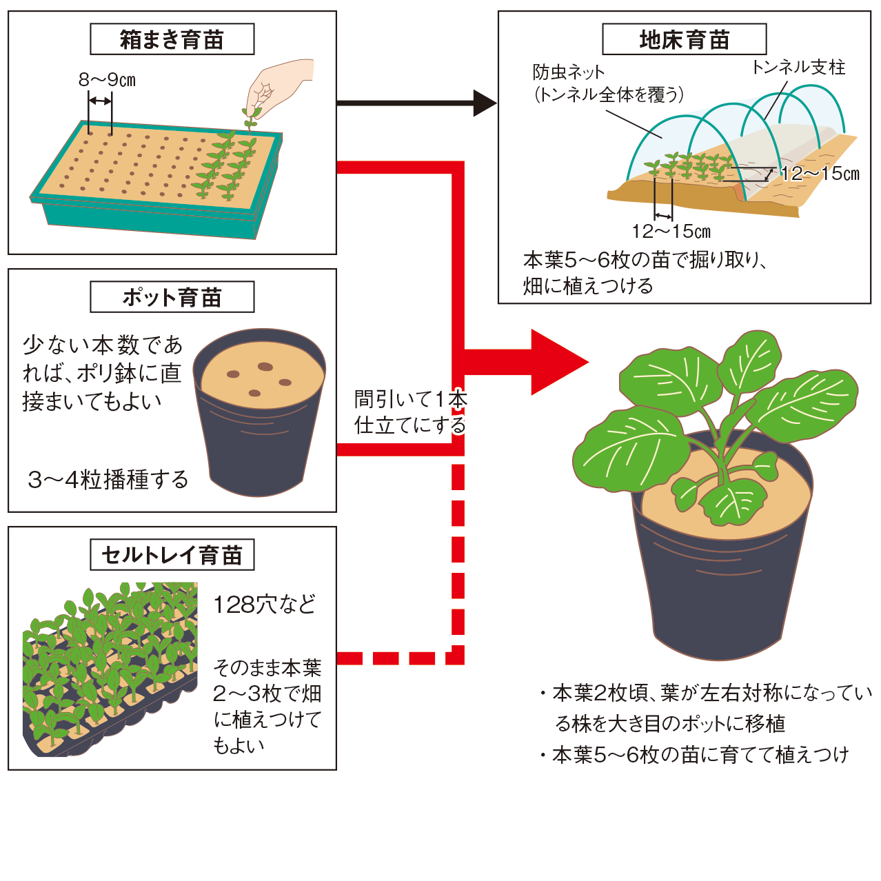 苗作りの図