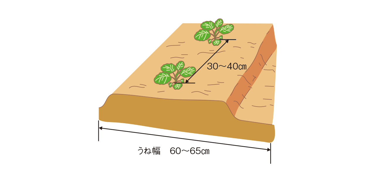 図：植え付け