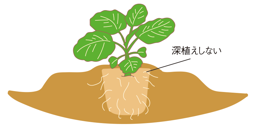 図：植え付け2