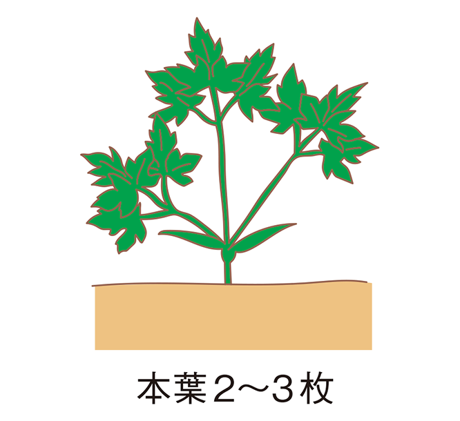 図:間引き2