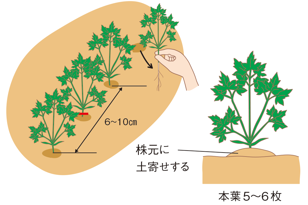 図：間引き3