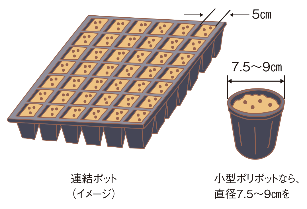 図：種まき