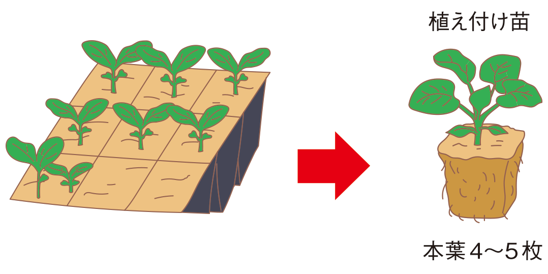 図：苗づくり