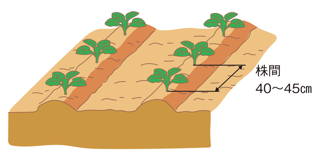 図：植えつけ