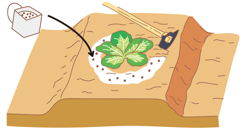 図:追肥1回目