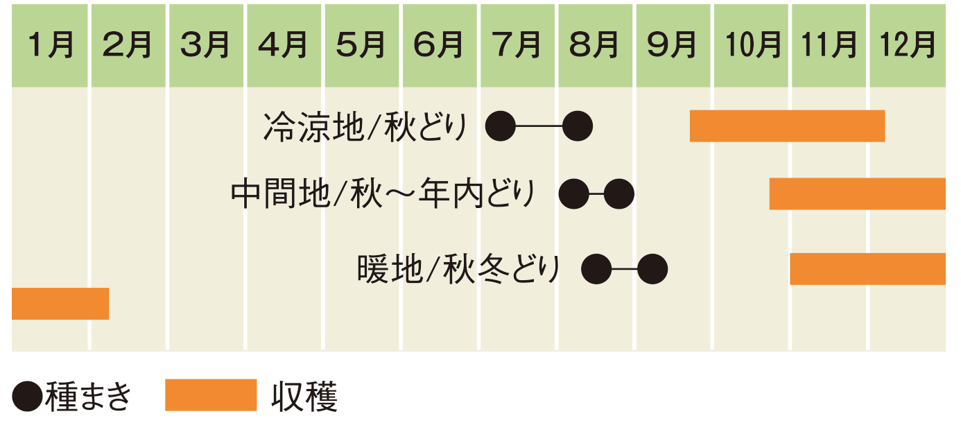 ハクサイ 家庭菜園 Ja晴れの国岡山